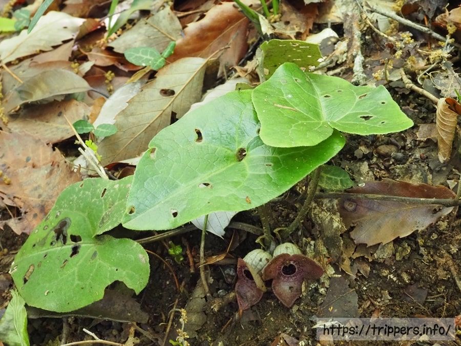ランヨウアオイの花と葉