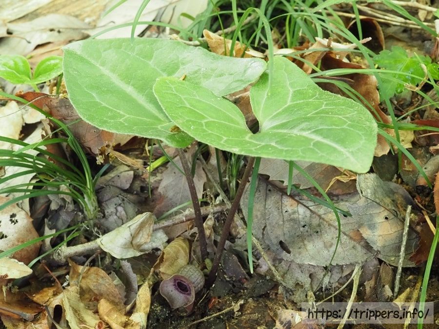 ランヨウアオイの全体像