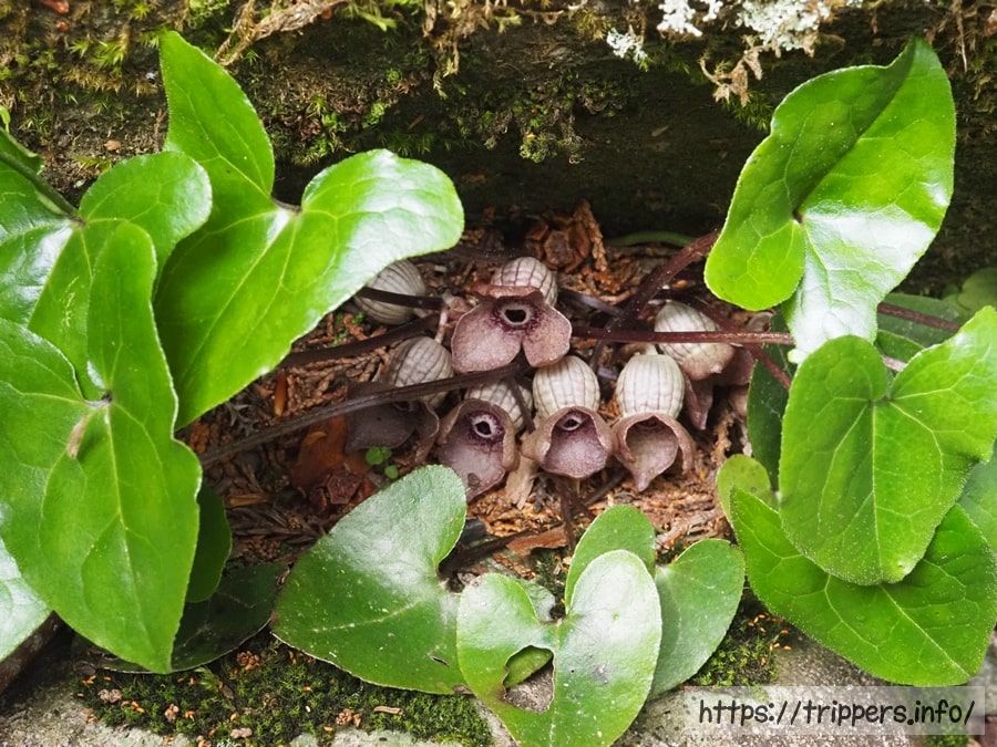 ランヨウアオイの群生
