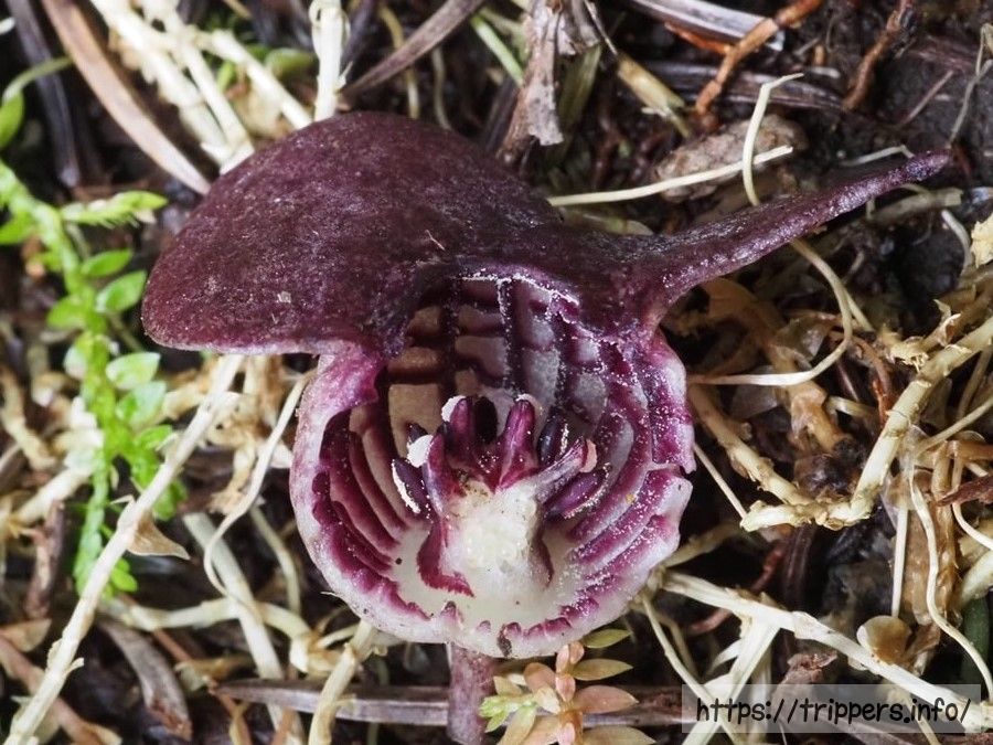 ランヨウアオイの萼筒内壁