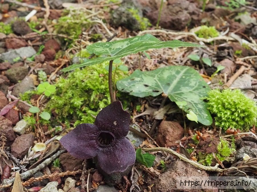 ランヨウアオイ