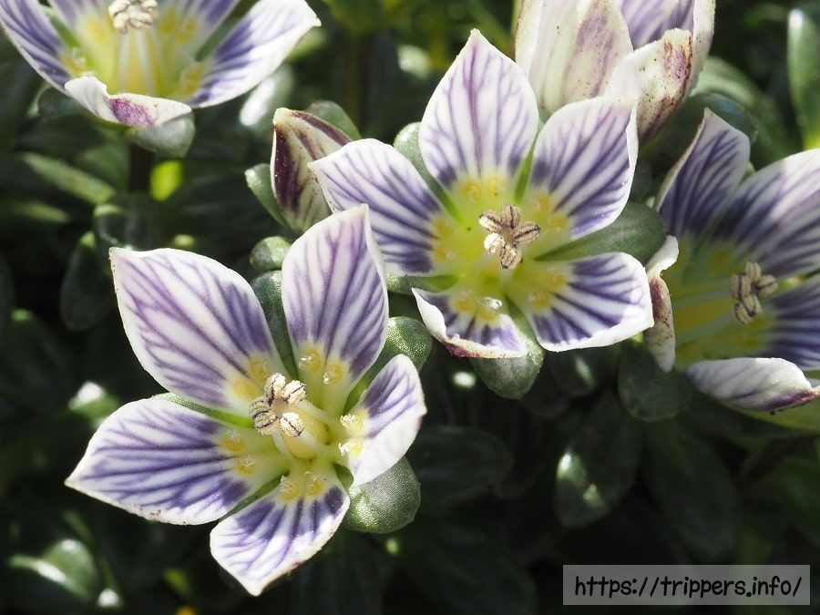 ソナレセンブリの花