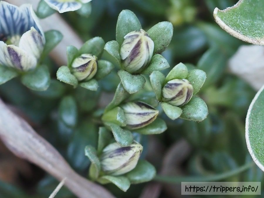 ソナレセンブリの蕾