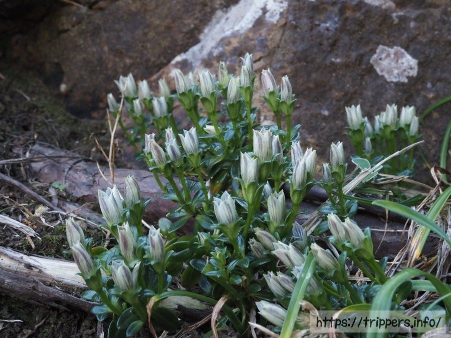 ソナレセンブリ