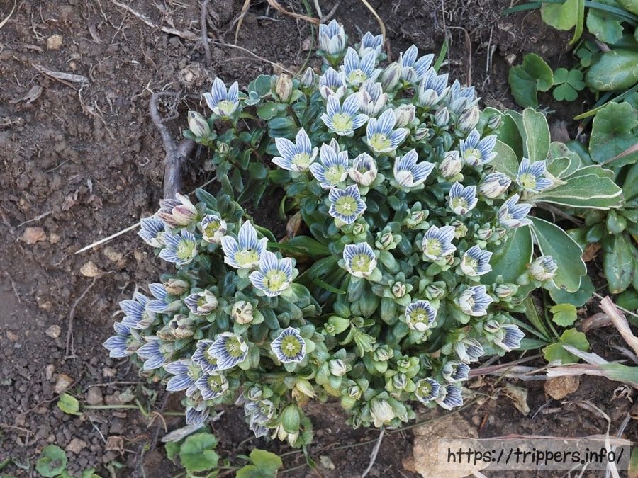 ソナレセンブリの群生