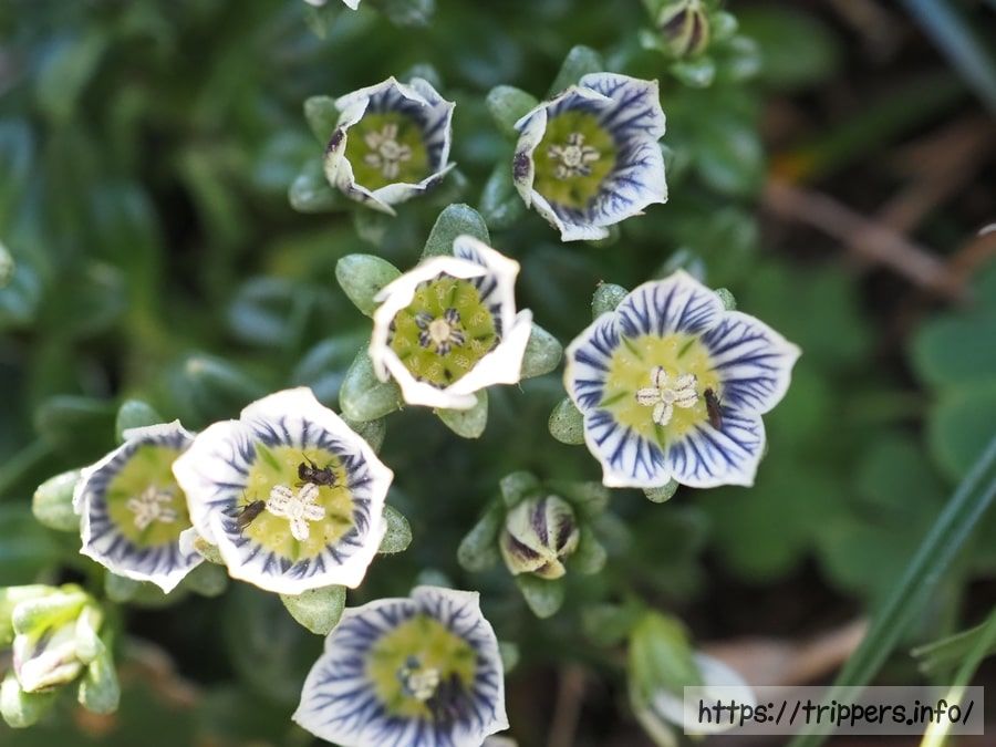 ソナレセンブリの花