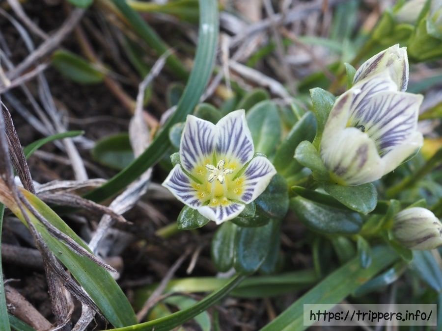 ソナレセンブリ