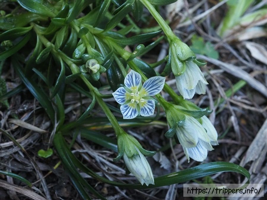 ソナレセンブリ