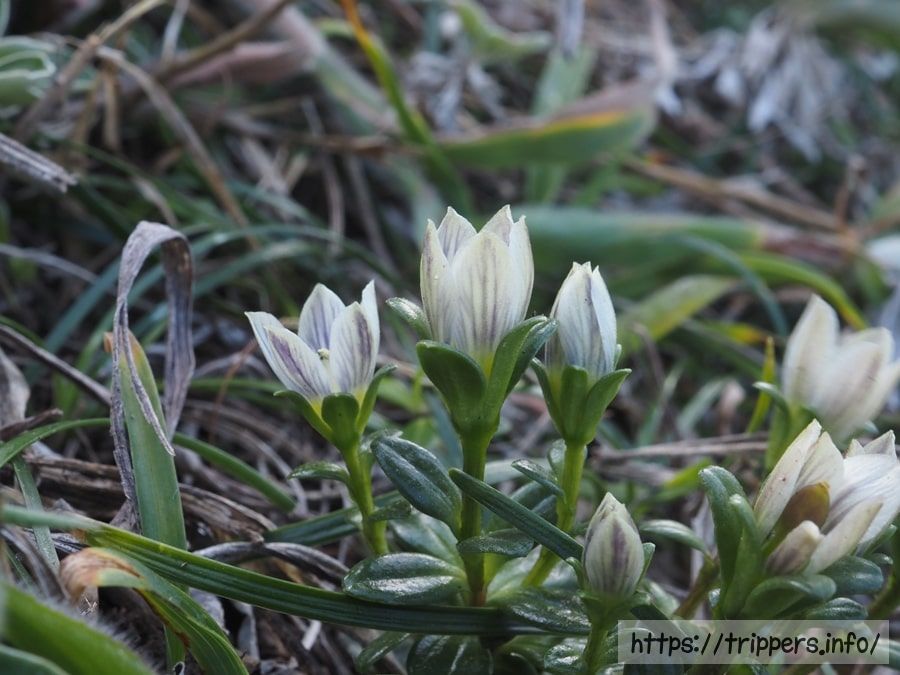 ソナレセンブリ