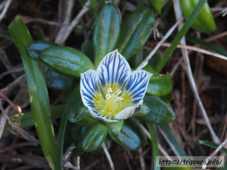 ソナレセンブリ