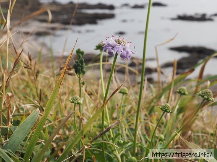 ソナレマツムシソウ アシタカマツムシソウ