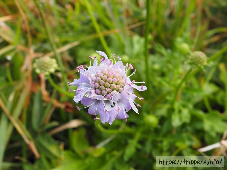 ソナレマツムシソウの花