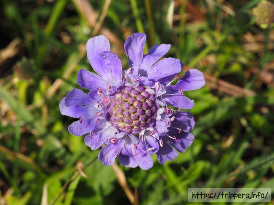 ソナレマツムシソウ