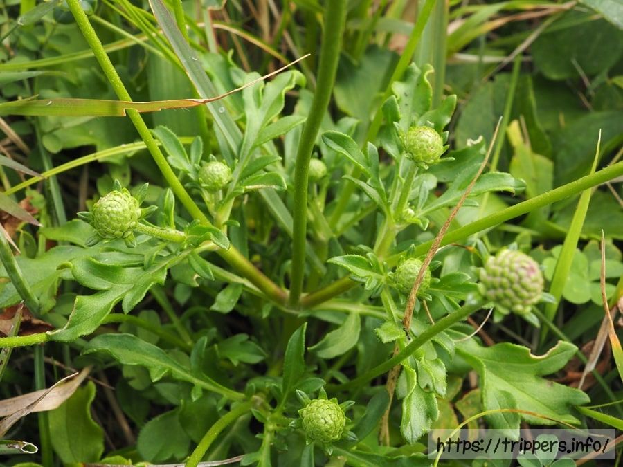ソナレマツムシソウの葉と蕾
