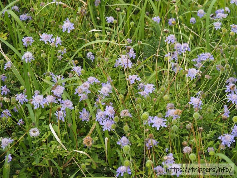 ソナレマツムシソウ