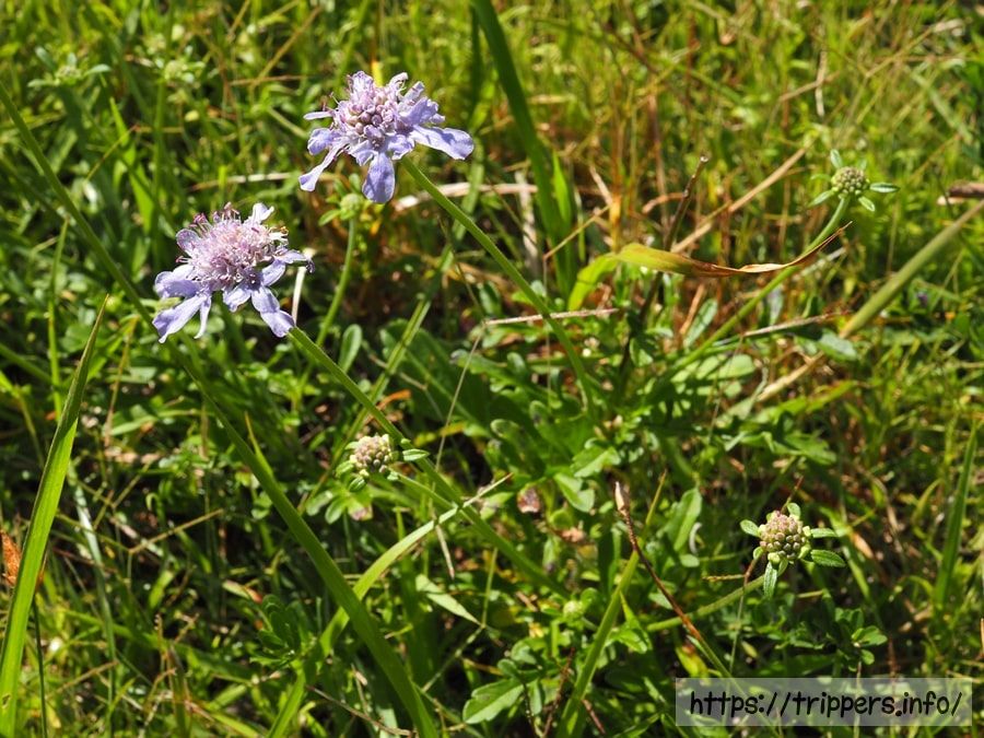 アシタカマツムシソウ