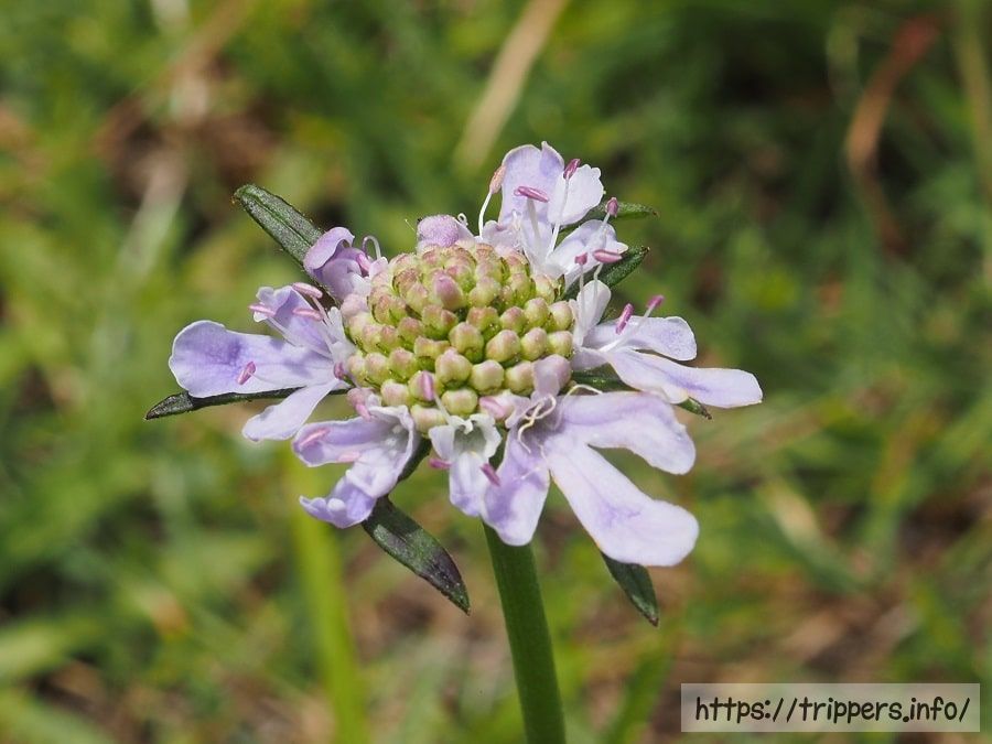 アシタカマツムシソウの花