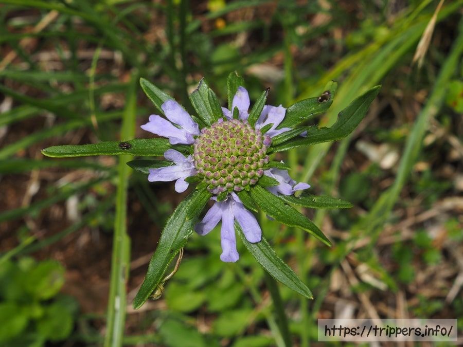 アシタカマツムシソウの奇形