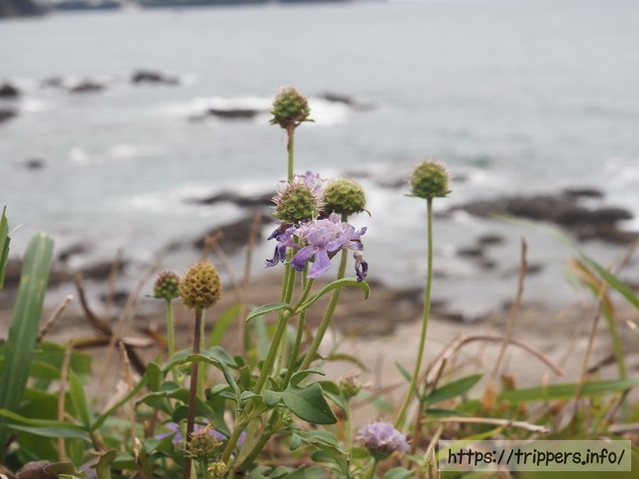 ソナレマツムシソウ