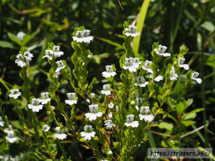 イズコゴメグサ
