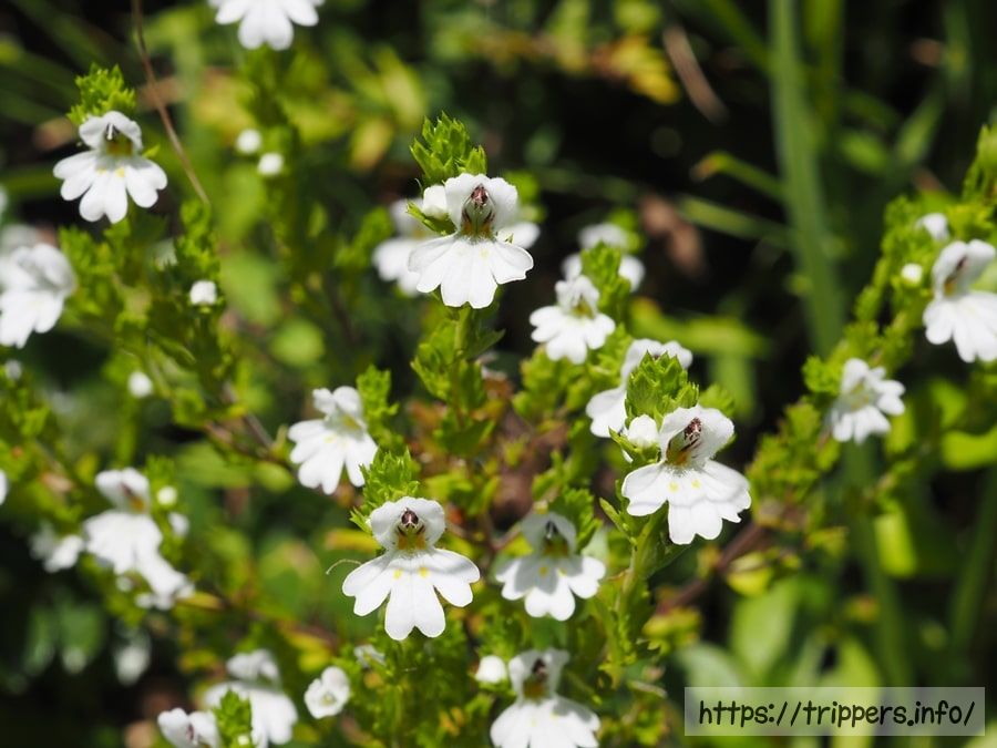 イズコゴメグサ