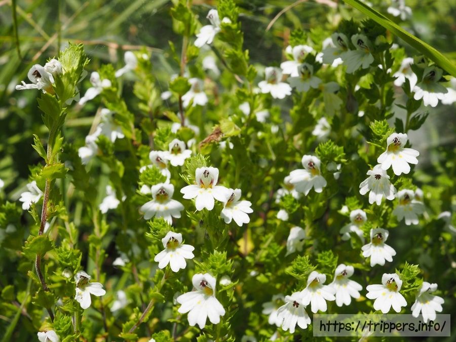 イズコゴメグサ