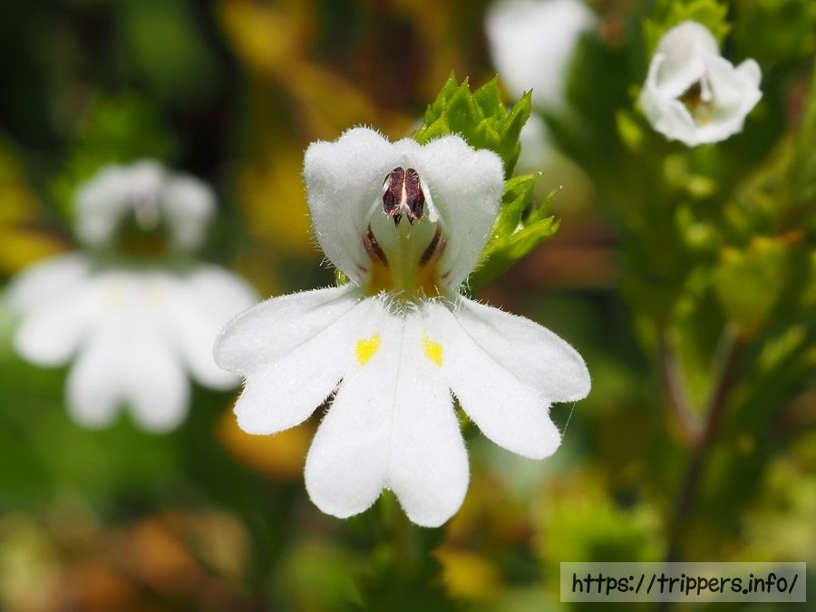 イズコゴメグサの花