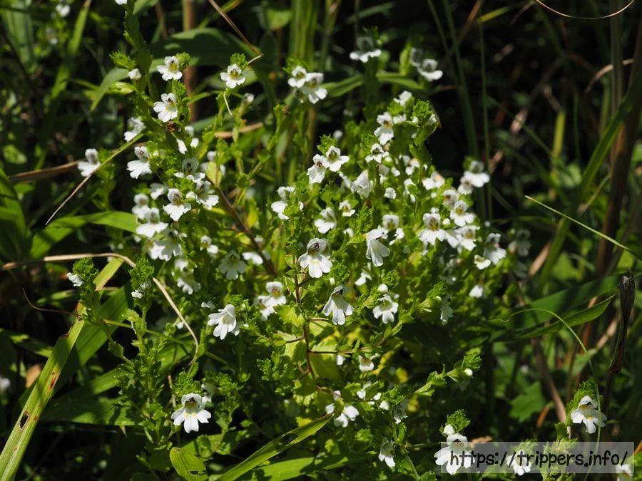 イズコゴメグサ