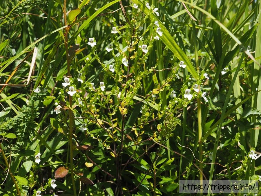 イズコゴメグサの全体