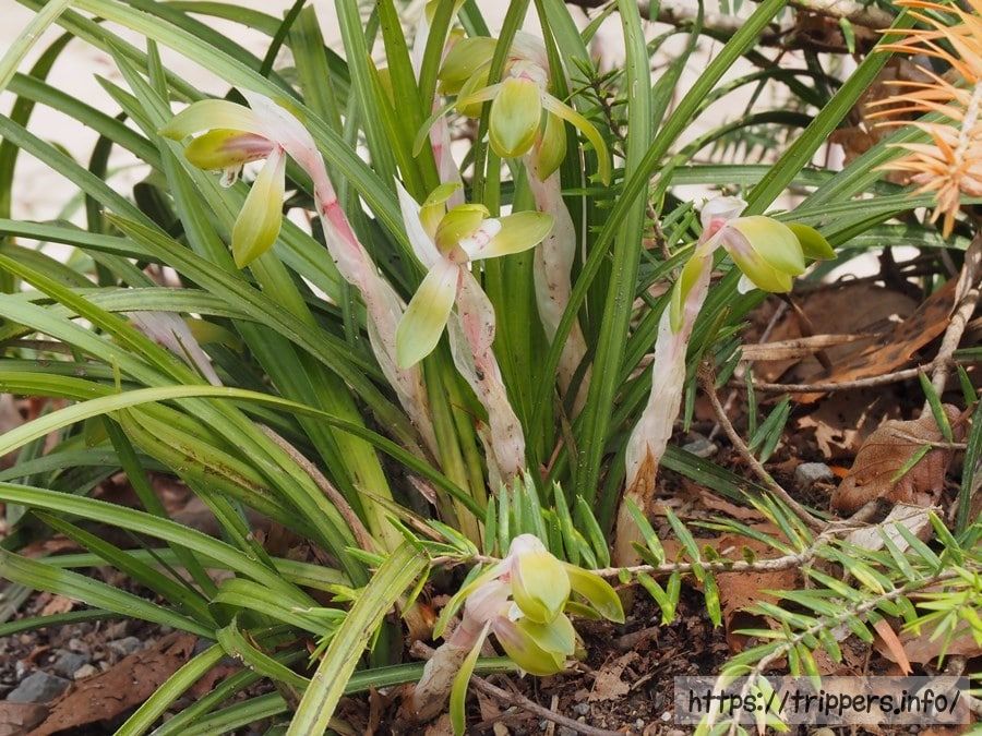 シュンランの群生