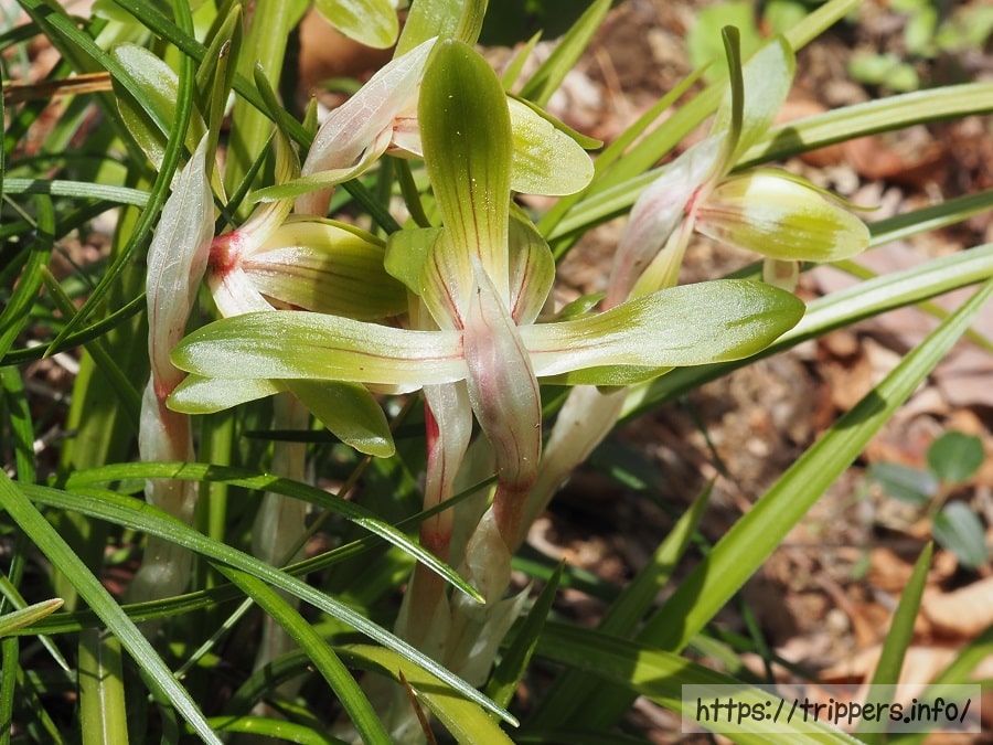 シュンランの花の背後
