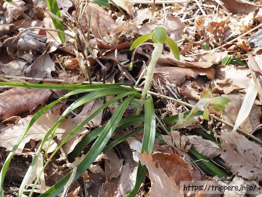 シュンランの葉