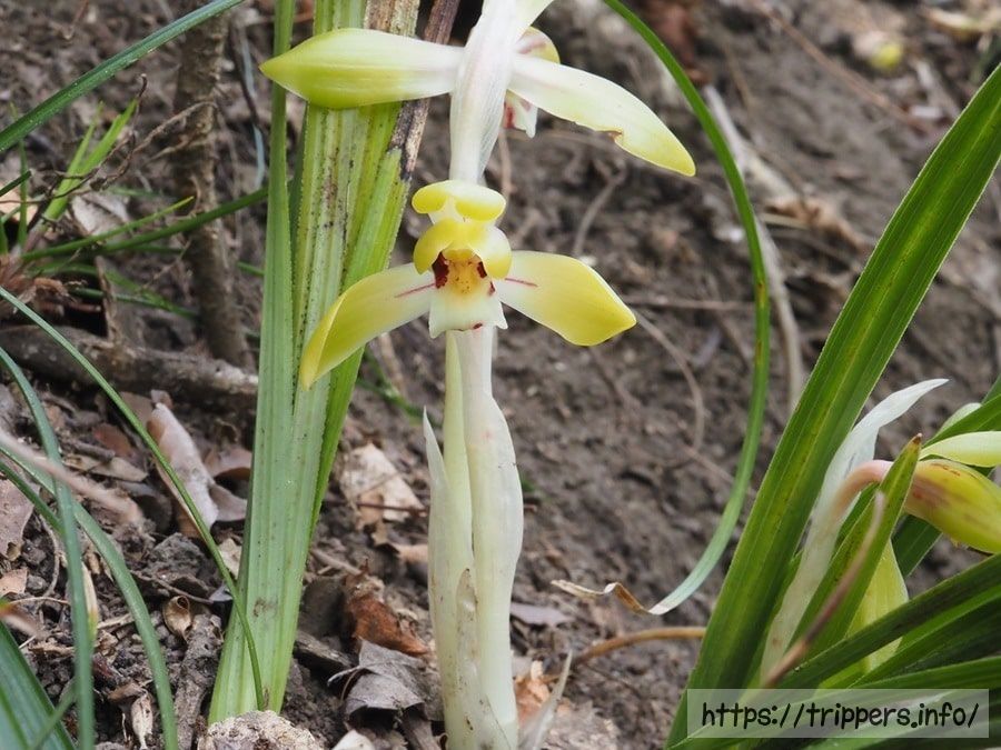 黄色いシュンラン