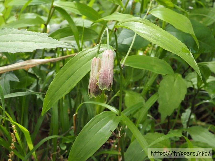 ジンバホウチャクソウ