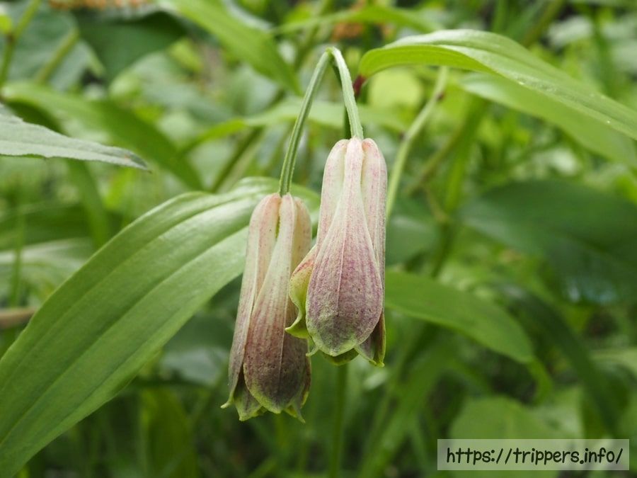 ジンバホウチャクソウの花