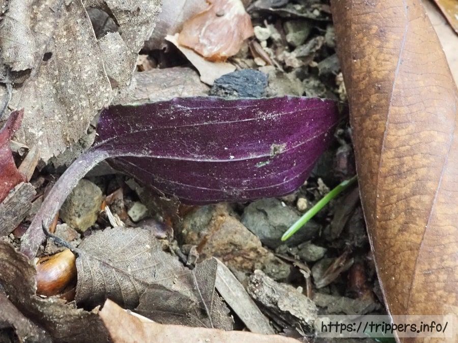 ヒトツボクロの葉