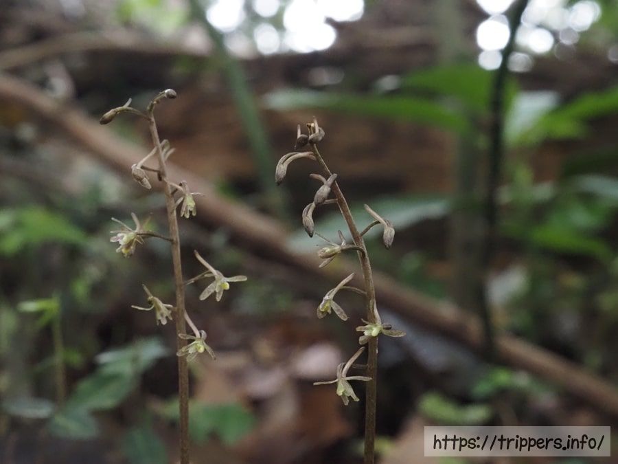 ヒトツボクロの蕾と花