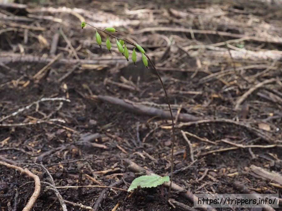 ヒトツボクロの結実
