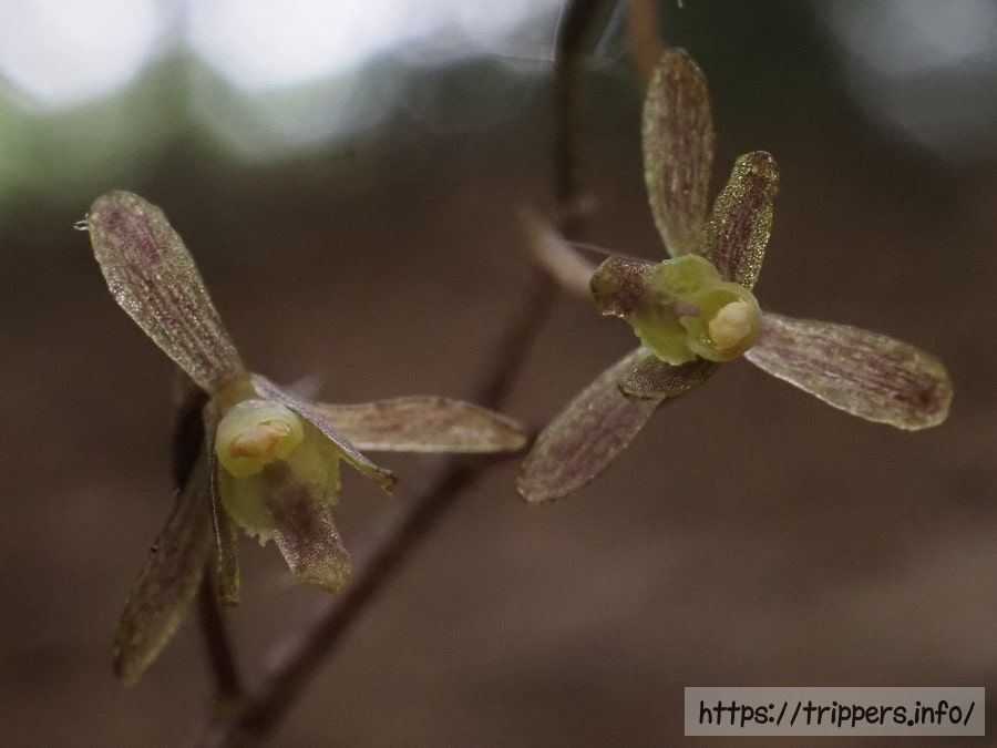 ヒトツボクロの花