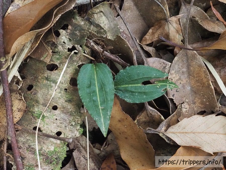 神奈川県に自生するヒトツボクロ