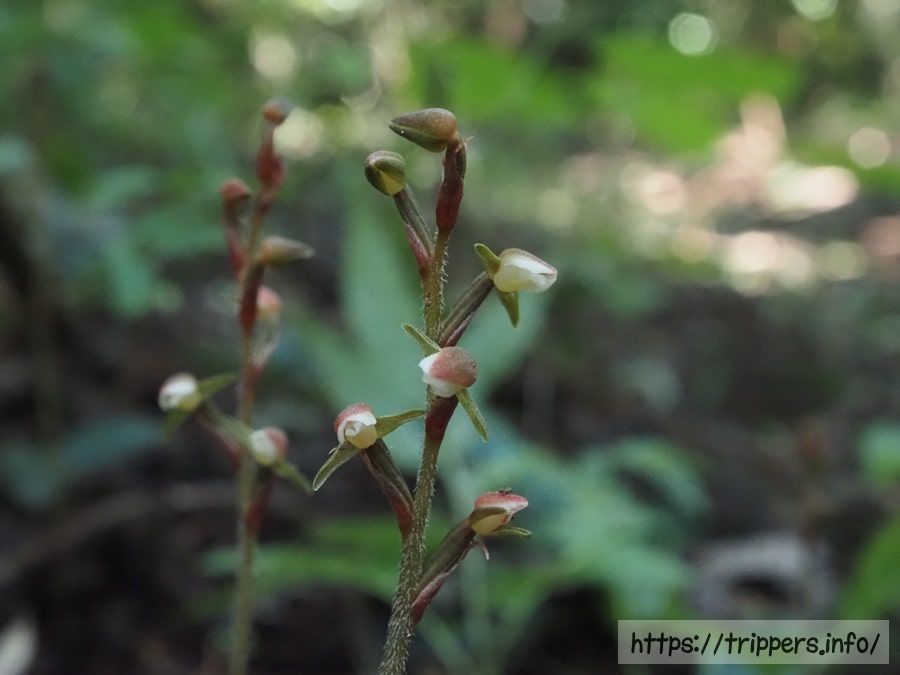 カゲロウランの花