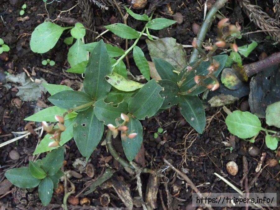 カゲロウランの葉