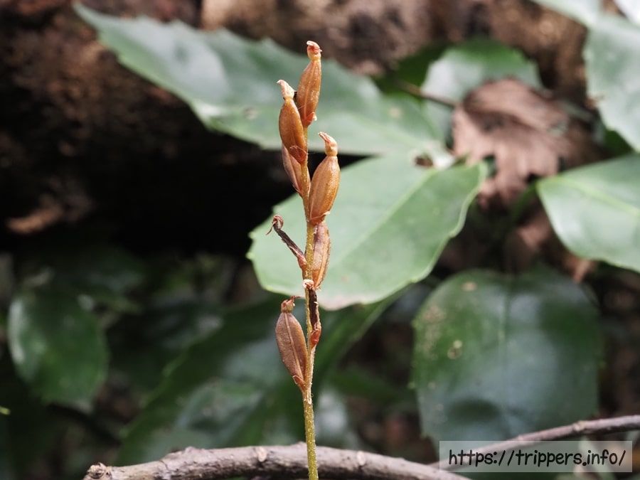 カゲロウランの蒴果