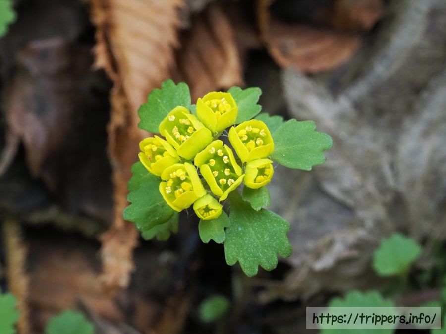 コガネネコノメソウ