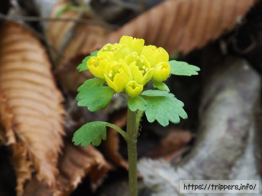 コガネネコノメソウの花