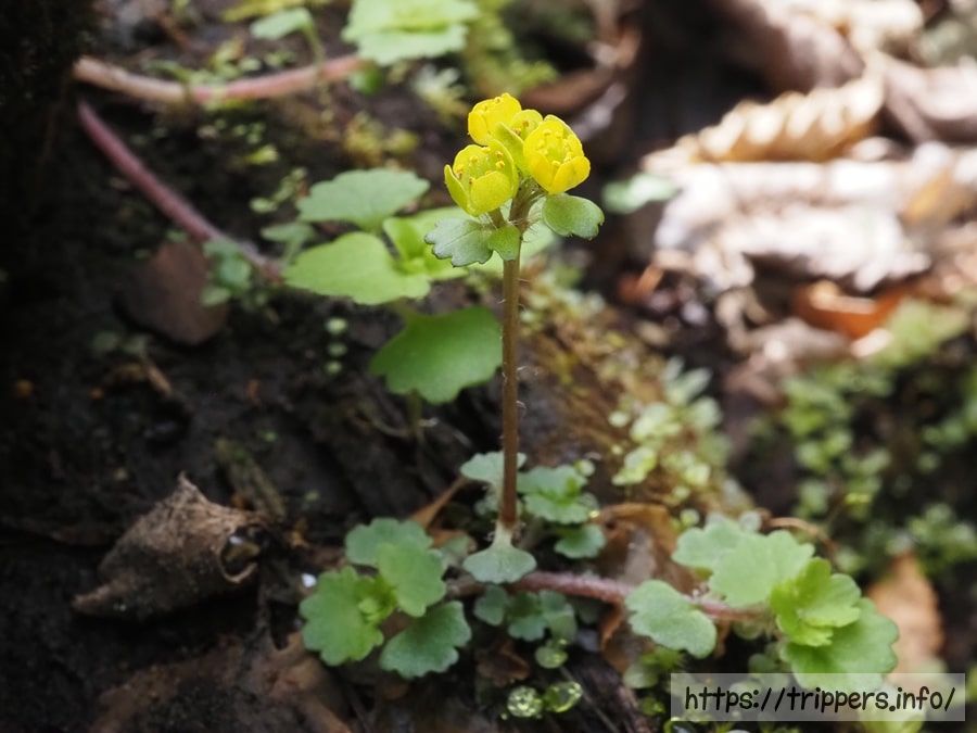 コガネネコノメソウ