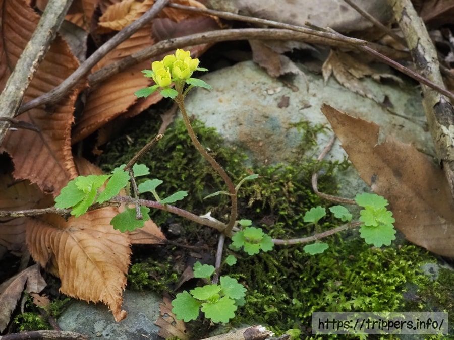 コガネネコノメソウの走出枝