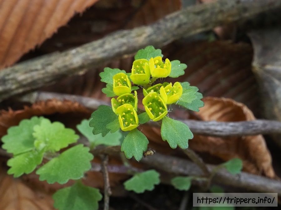 コガネネコノメソウ