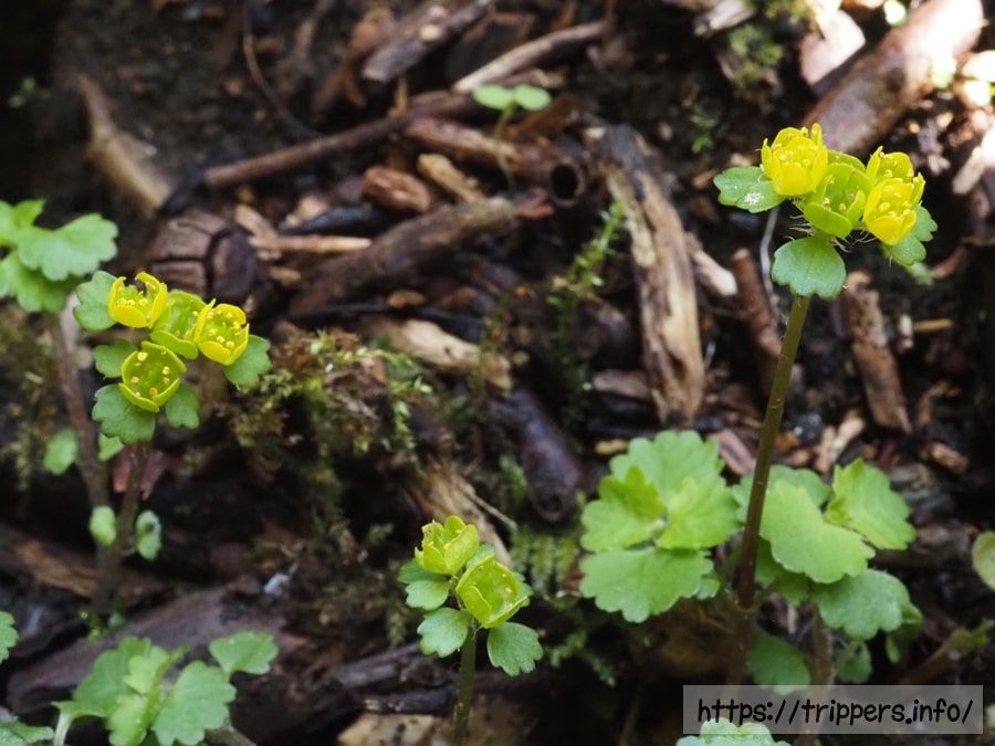 コガネネコノメソウ