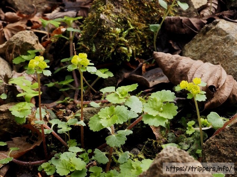 コガネネコノメソウの群生